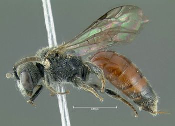 Media type: image;   Entomology 610725 Aspect: habitus lateral view